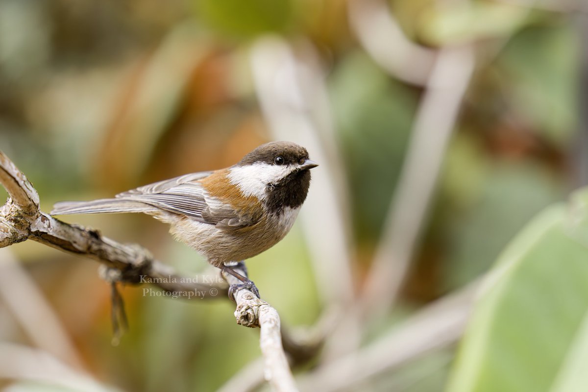 Kamala and Kyle Photography tweet media