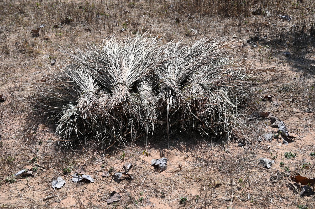 BiotechSanjeet's tweet photo. Save Plants Save Tribal Livelihood
Phoenix acaulis
#Leaves are #traditionally used for making #mats.
#Sunabeda #Wildlife #Division, #Odisha.
@SDG2030 @Sdg13Un @ForestDeptt @moefcc https://t.co/xE5BIBUGTI