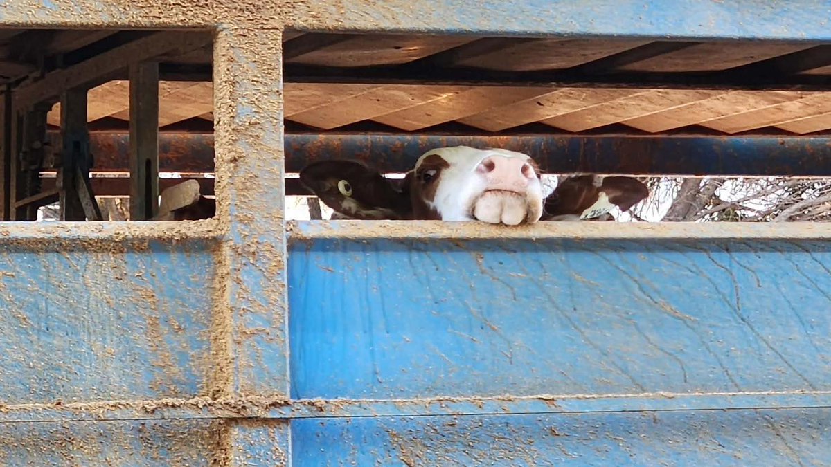 Animal Justice Party tweet media