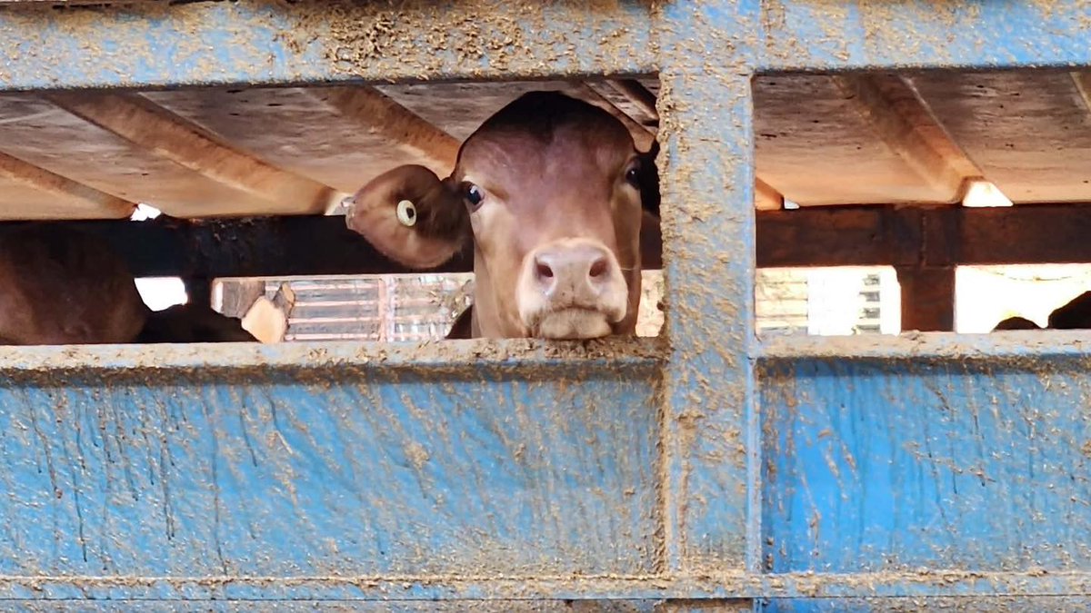 Animal Justice Party tweet media