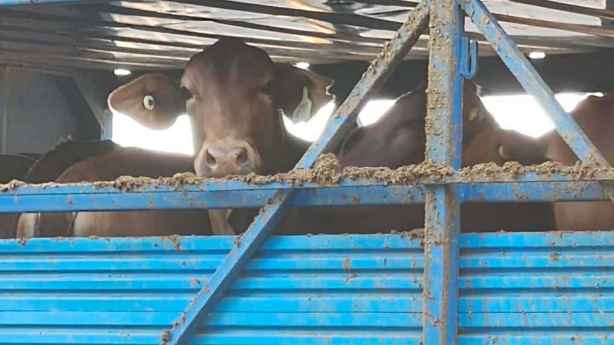 Animal Justice Party tweet media