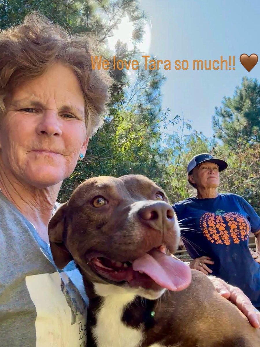 3pittiepups's tweet image. 🤎TARA🤎 1 year 10 months waiting for a family! 
She is good with other dogs &amp;amp;kids! She’s about 3yrs,50ish lbs,spayed ,on heart worm &amp;amp; flea prevention , UTD on her shots,she’s very affectionate and low energy!Please RT TARA 
PLEASE CONTACT: Bullock Co humane 334-782-1952 #adopt