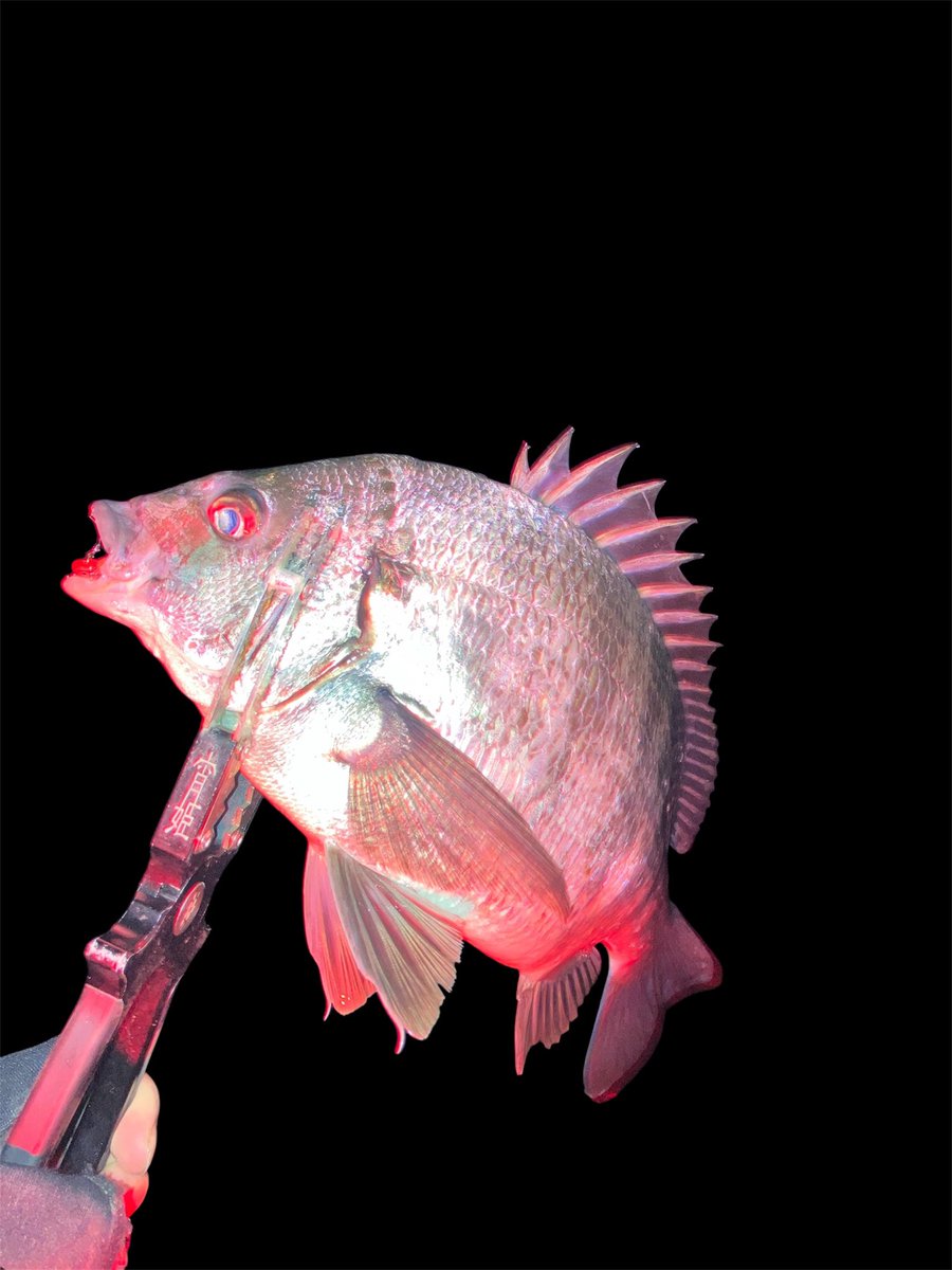 久しぶりに知多メバル釣れた...🤣
居るところには居るんやなぁ🤔

明るい時間に普段やらないところを下見しておいて良かった

チヌは掛けた瞬間尺ったかと思いましたが、
直近の見慣れた引きで...😂