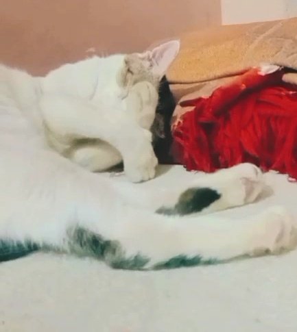 catsbeingcrazy's tweet photo. 🥹💕✨

#cats #GalaxyS26 #Dubai #วิวาห์ปฐพีตอนที่7 #CatsOnTwitter #CatsOfX #cutecat #aww #sleepingcat #FYOPplus #fypシ #catsbeingcrazy #cattitude https://t.co/WP8EKCBU80