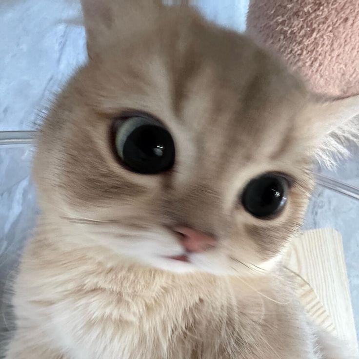 Dita • Jual Akun IG & Tiktok | Harga Pas Plis tweet media