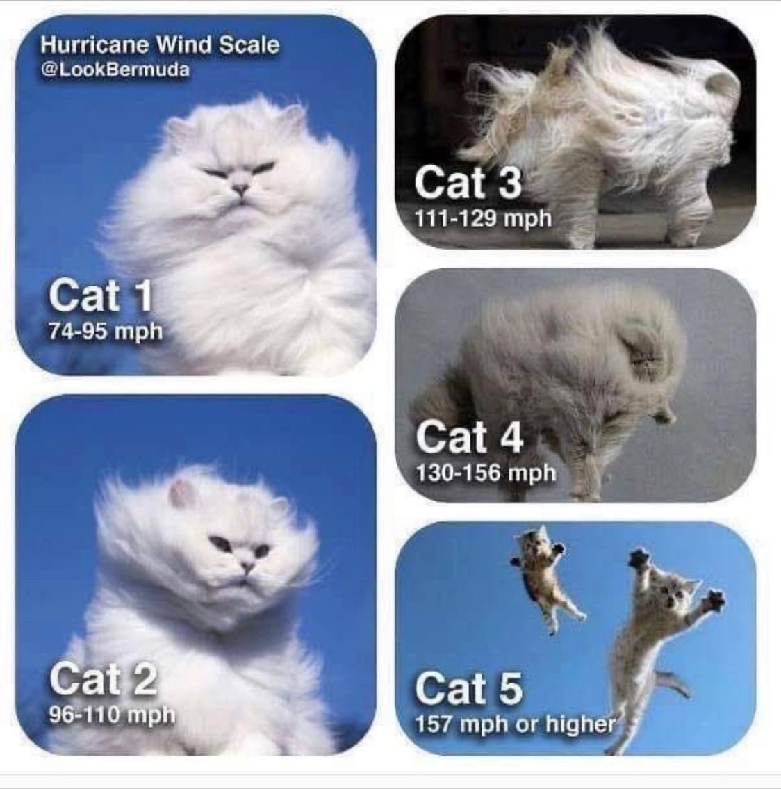 JLHerms's tweet photo. @LiberalCofeCat @gmf1369 #CATifa 
#BlueToTheCore 
#BlueTangClan 
#CATifaNightShift 
#CatsLivesMatter 
We are cat 5! Strong winds are brewing! November is coming! 💙💙💙 https://t.co/z3KyYPNwOX