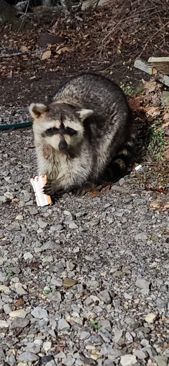 Ole Snoopy. Over a decade of shagging and still going. Maybe it's the sugar he gets. 🤠🦝 my man