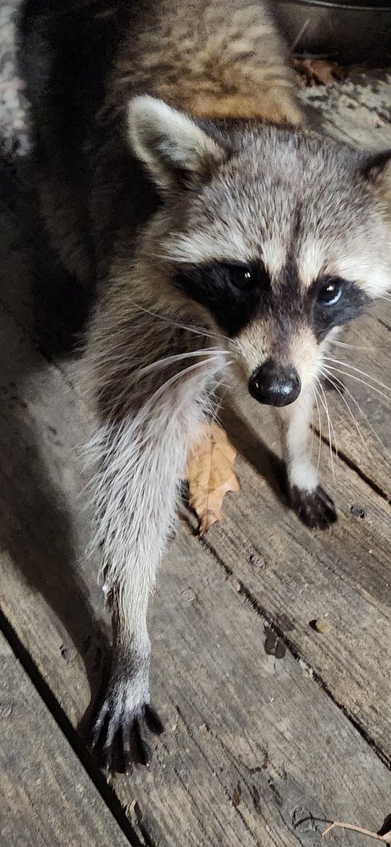 🦝 curious little critter