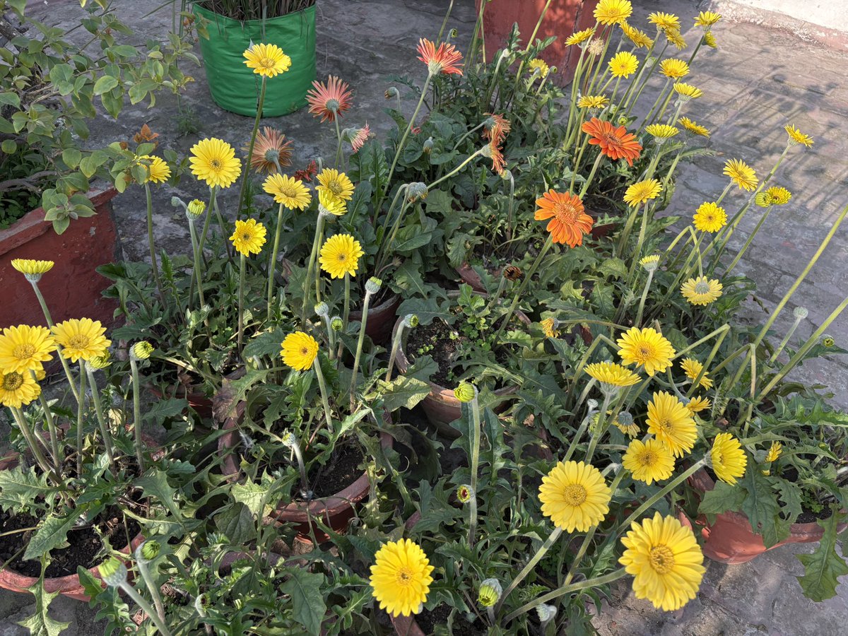 Rashi Grover 💜 tweet media