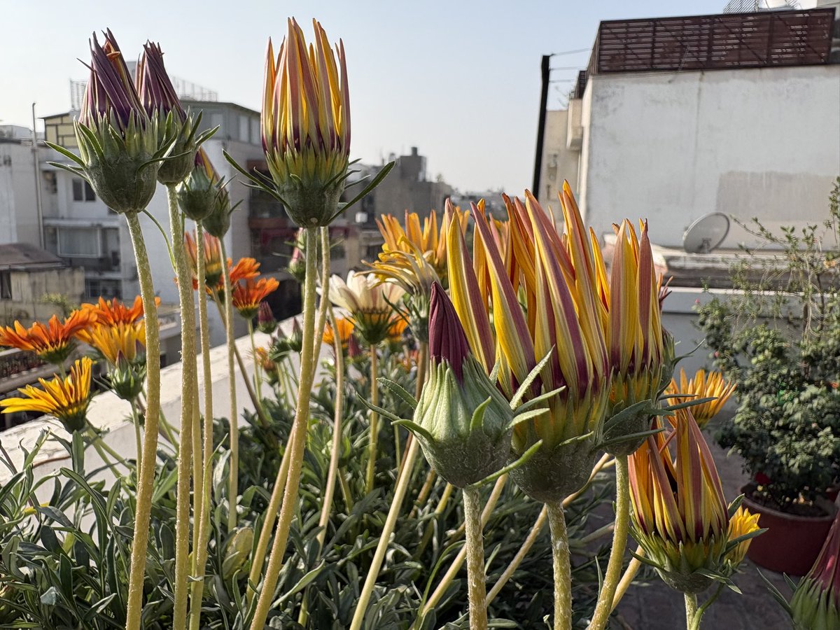 Rashi Grover 💜 tweet media