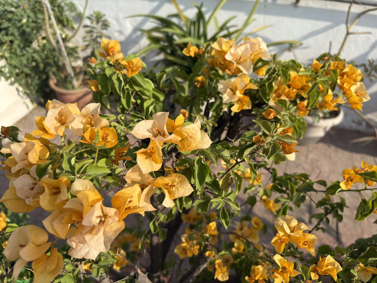 Rashi Grover 💜 tweet media