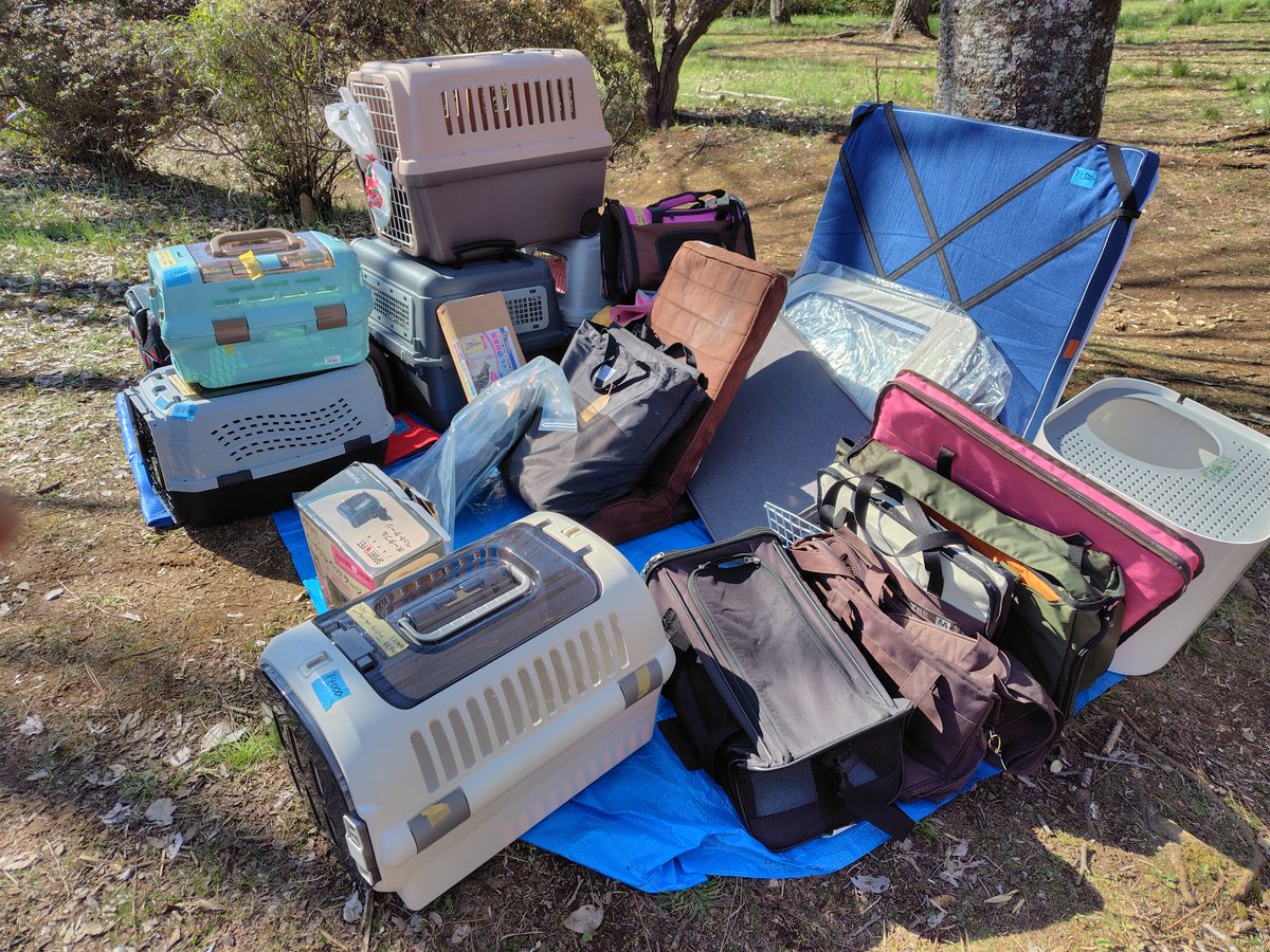 ちばわん(犬猫保護) tweet media