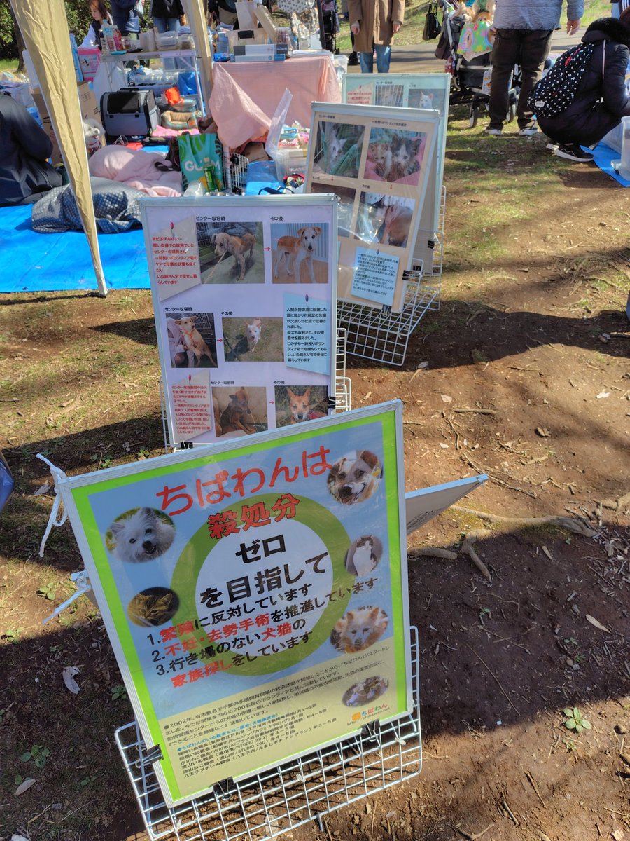ちばわん(犬猫保護) tweet media