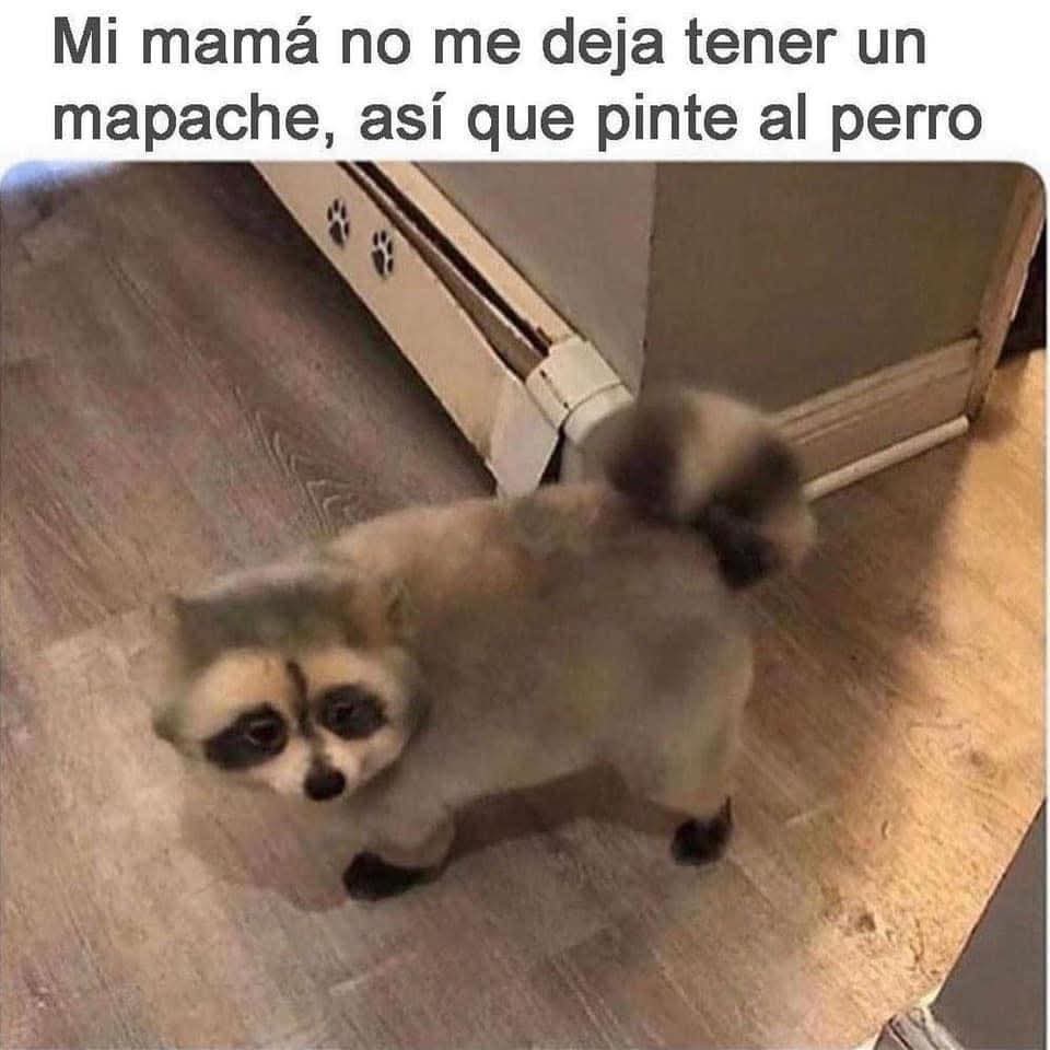 JPabloSH7's tweet photo. Voy a guardar aquí mi meme favorito de toda la vida. https://t.co/PIkO61MBMx