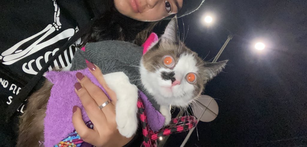 MichelRueda7's tweet photo. Siempre que viaja me llevaba a mi gatita envuelta en una toalla, hasta que le compré su propio bolsita para que se sintiera más cómoda, pero no me gustaba verla encerradita, así que una vez le abrí un poquito el boleto para que respirara. https://t.co/D2MsHr5pce