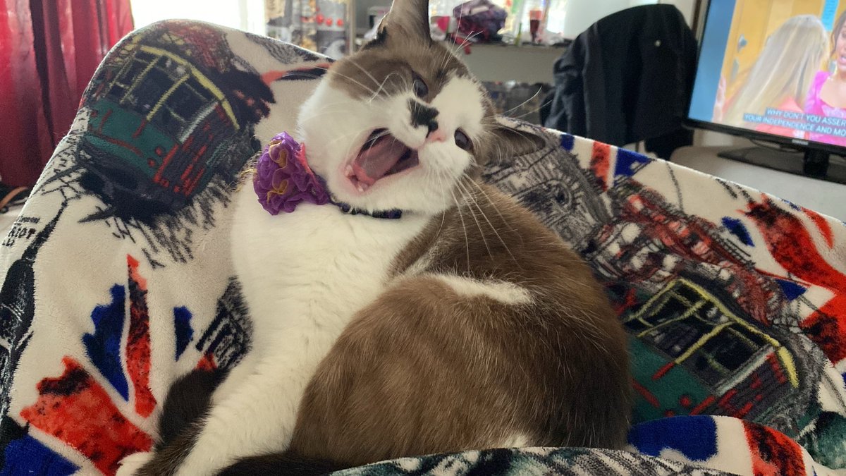 MichelRueda7's tweet photo. Siempre que viaja me llevaba a mi gatita envuelta en una toalla, hasta que le compré su propio bolsita para que se sintiera más cómoda, pero no me gustaba verla encerradita, así que una vez le abrí un poquito el boleto para que respirara. https://t.co/D2MsHr5pce