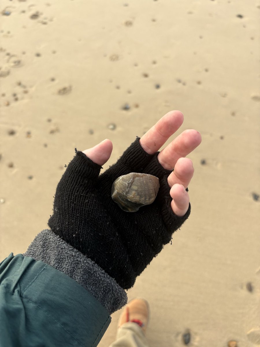millierosek's tweet photo. Fossil hunting at Happisburgh today, found a fossilised echinoid in the first five mins and then nothing else after that 🥲 https://t.co/OHDFOK0VOb