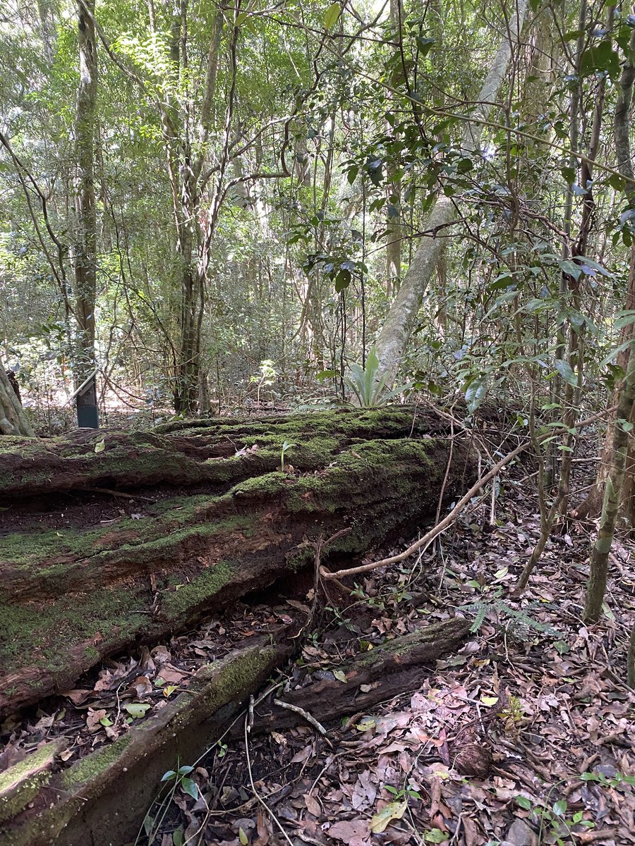 roamingfox | Alma tweet media