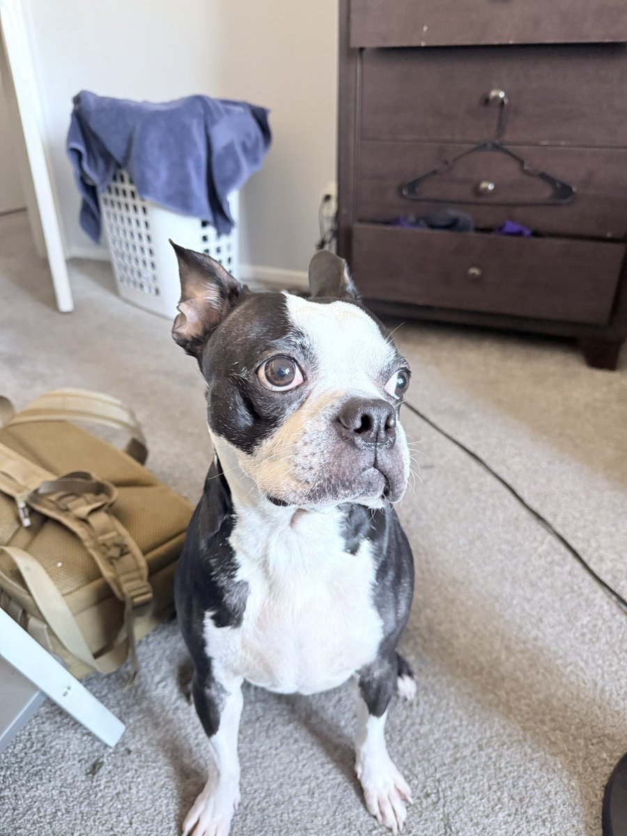 tripmids's tweet photo. @StableRonaldo My dog max. https://t.co/0FZM4aIbNR
