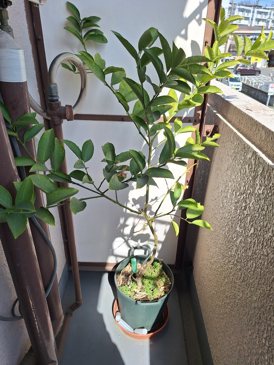 SAN@ノウハウコレクター tweet media