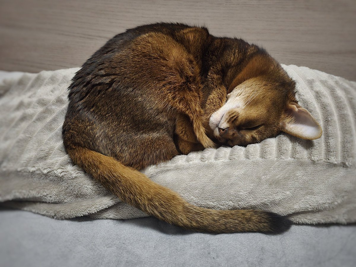 ◈e·b·b◈ tweet media