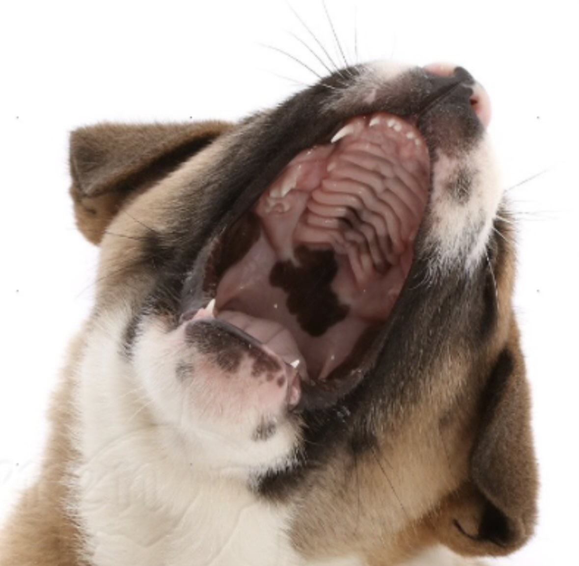 jt lee (plainsy) tweet media