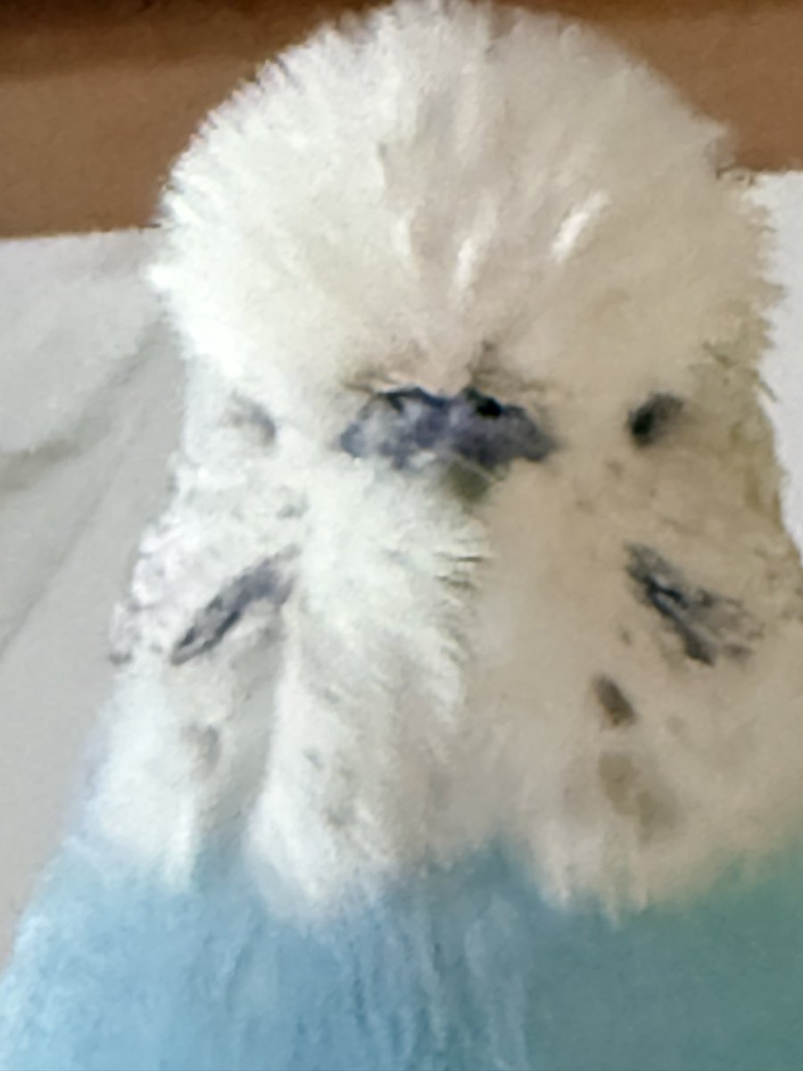 とりはこ@ようこ tweet media