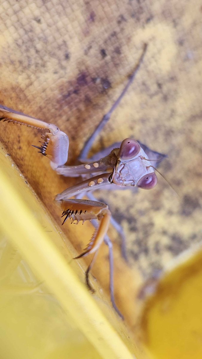 girbigen's tweet photo. pretty mantis with very cool yellow red coloration https://t.co/L7pC5kfn7s