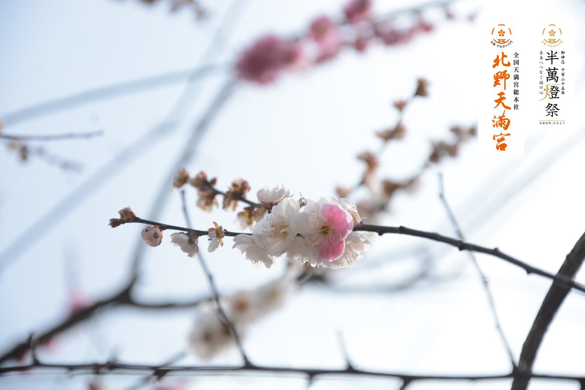 【公式】北野天満宮　全国天満宮総本社 tweet media