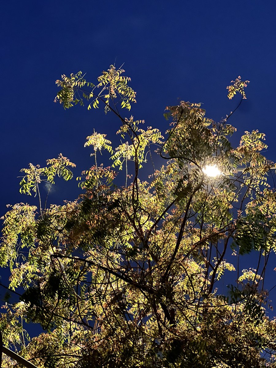 Wahaj ✦ tweet media