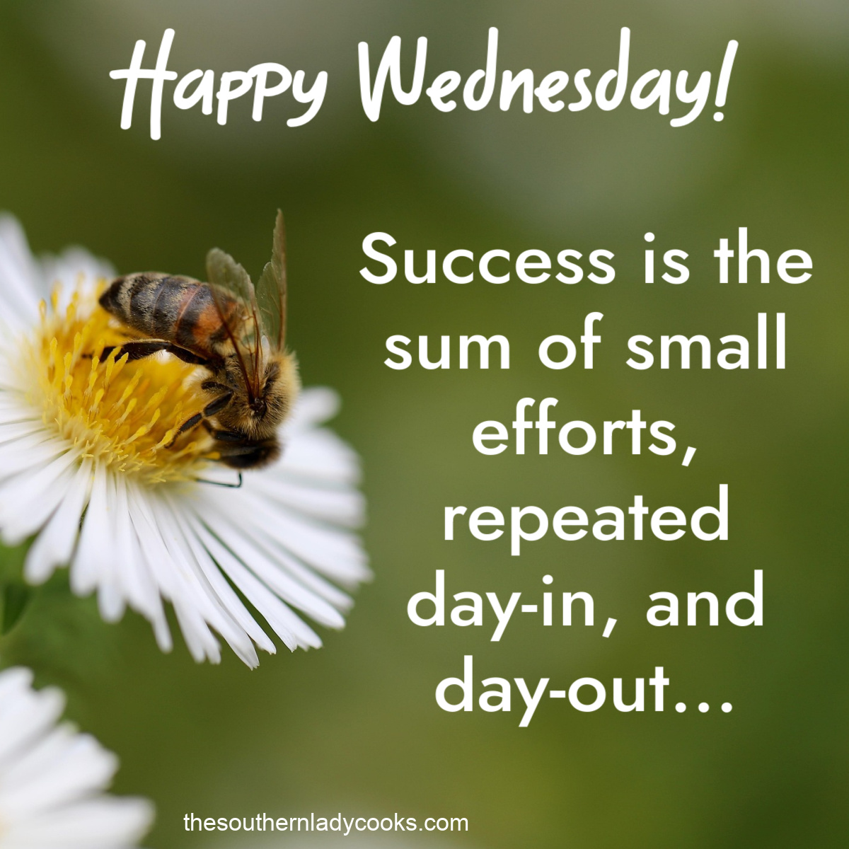 SouthLadyCooks's tweet image. Hope your day is good! #HappyWednesday