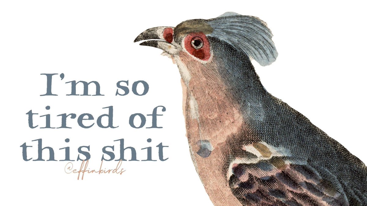 Effin' Birds tweet media