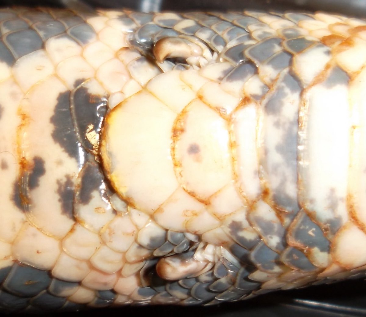 These are what remains of the legs in snakes btw Male Pythons and such ...