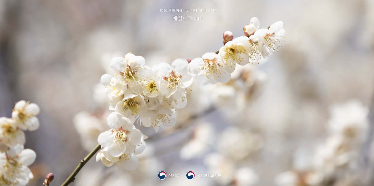 3월 8일 🌹#세계_여성의_날🌹
모든 여성들과 함께 연대하고 응원합니다!🫶

여성의 참정권과 존엄성을 상징하는 #장미 의 의미가
우리 사회에 더 널리 퍼지길 바라는 마음을 담아
‘장미과’에 속하는 다섯 가지 나무 친구들을 소개합니다!

함께 보실까요?😉
(타래는 홍릉숲 평균 개화 순서랍니다!)