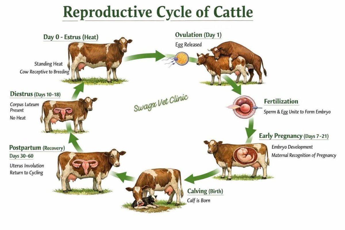 VeterinaryGate's tweet photo. Reproductive cycle of cattle 
The cow's reproductive cycle (estrous cycle) lasts an average of 21 days (range 18–24) and is a continuous, polyestrous process of four stages—proestrus, estrus (heat), metestrus, and diestrus. Key hormonal drivers are estrogen (driving heat behavior) and progesterone (maintaining pregnancy), aimed at preparing the uterus and maturing a follicle for ovulation. 
NADIS +4
Key Stages of the 21-Day Cycle
Proestrus (Days 17–21): The Corpus Luteum (CL) regresses, progesterone drops, and a new dominant follicle grows rapidly, producing high estrogen.
Estrus (Day 0/Heat): High estrogen levels cause standing heat (behavioral signs, restlessness, standing to be mounted). Ovulation occurs ~12–30 hours after the start of standing heat.
Metestrus (Days 1–5): Ovulation occurs and the Corpus Luteum (CL) (CL) begins to form at the site of the ruptured follicle.
Diestrus (Days 5–17): The CL is fully functional, producing high levels of progesterone to prepare the uterus for pregnancy. If no embryo is present, the uterus releases prostaglandin
, causing the CL to regress and starting a new cycle.
Key Reproductive Features
Polyestrous: Cows cycle continuously year-round until pregnant.
Follicular Waves: 2 to 3 waves of follicles grow during each cycle.
Pregnancy: If fertilized, the embryo prevents CL regression, maintaining high progesterone.
Puberty: Occurs between 10–12 months of age.