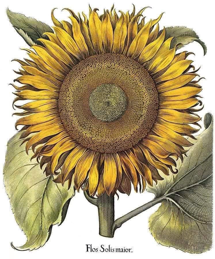 "Vuelve tu cara al sol y las sombras siguen detrás de ti" ~ Proverbio Maorí 🌞 Girasol ~ Basilius Besler 1613 [una de las primeras imágenes del girasol americano que se ve en Europa]