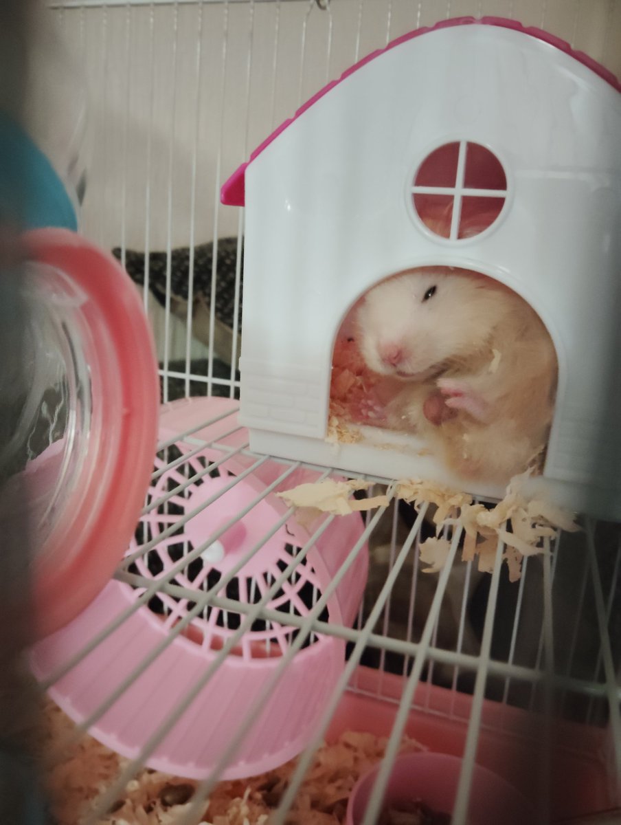 Le compré una jaulita nueva a Ghostie, si, es rosado, si mi ratón es macho, pero lo estoy criando sin la masculinidad frágil.
Su casita nueva quedó un poco chiquita para él (engordó mucho y es súper grandecito)

Y...

AVEMUS COQUITOS!