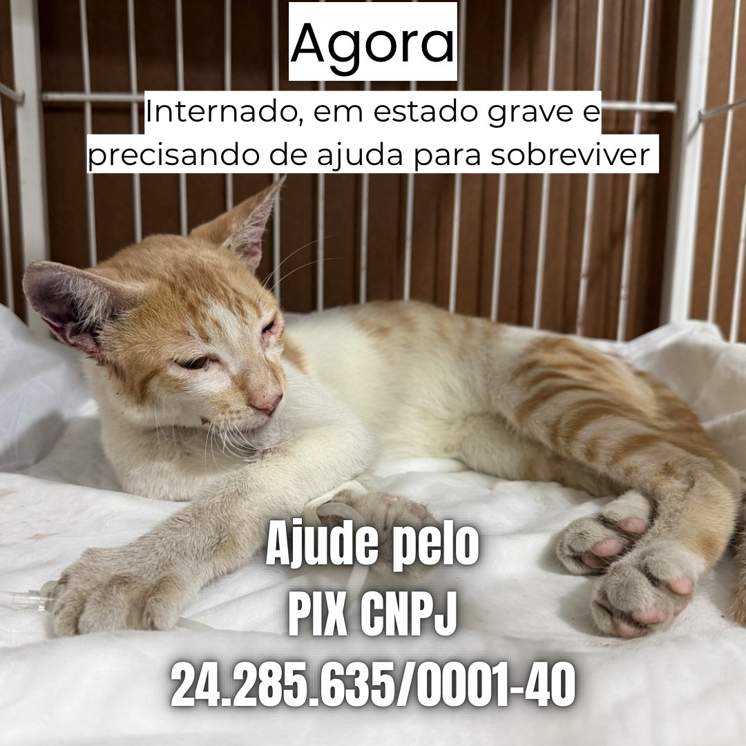 Cristina Balduino tweet media