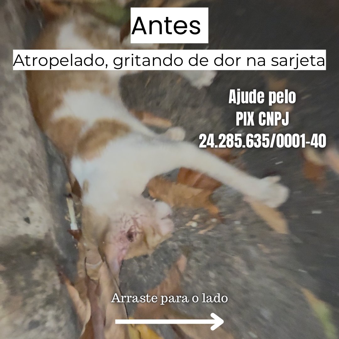 Cristina Balduino tweet media