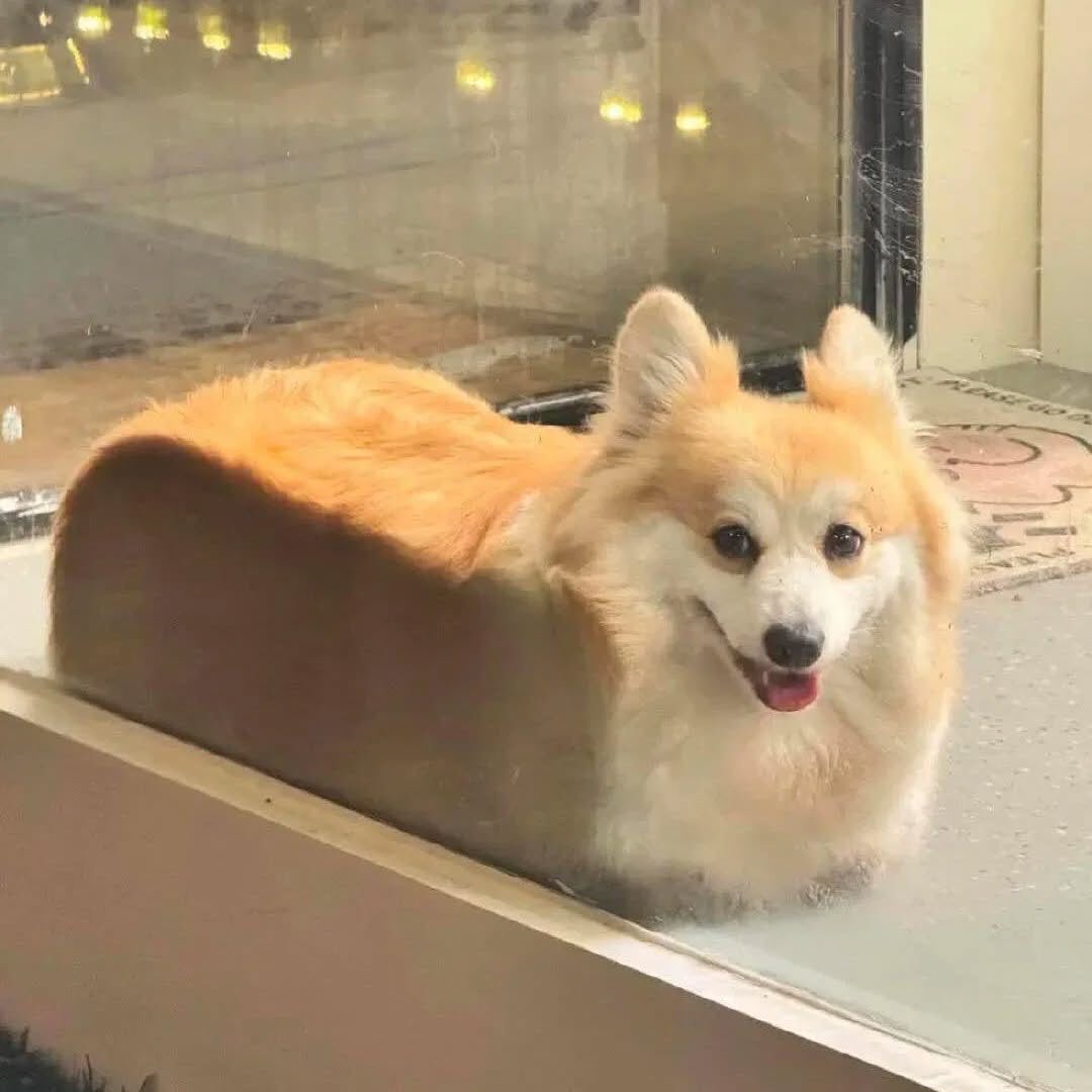 JosephineK1761's tweet photo. So Cute
#FluffyCorgi #CorgiLoveAffair #CorgiLovers #CorgiFamily #CorgiSquad #PrincessWelshCorgi https://t.co/PqcHJJbLju