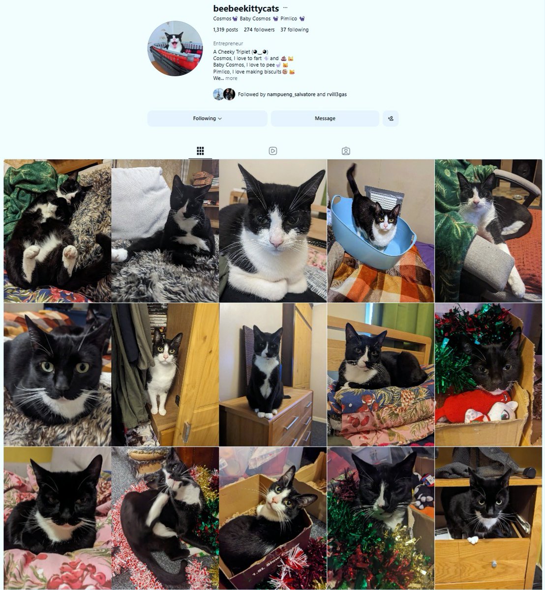 RetroCheating's tweet image. Don't forget to follow Retro Cheating's Kitty Cats on Instagram :D #Cat #Kitten #KittyCat #Pet #Animal #Cats #CuteCats #Catlife #Catlover #CatoftheDay #CatDad #CatMum 

Feel Free to Follow BeeBeeKittyCats on Instagram :D

instagram.com/beebeekittycat…