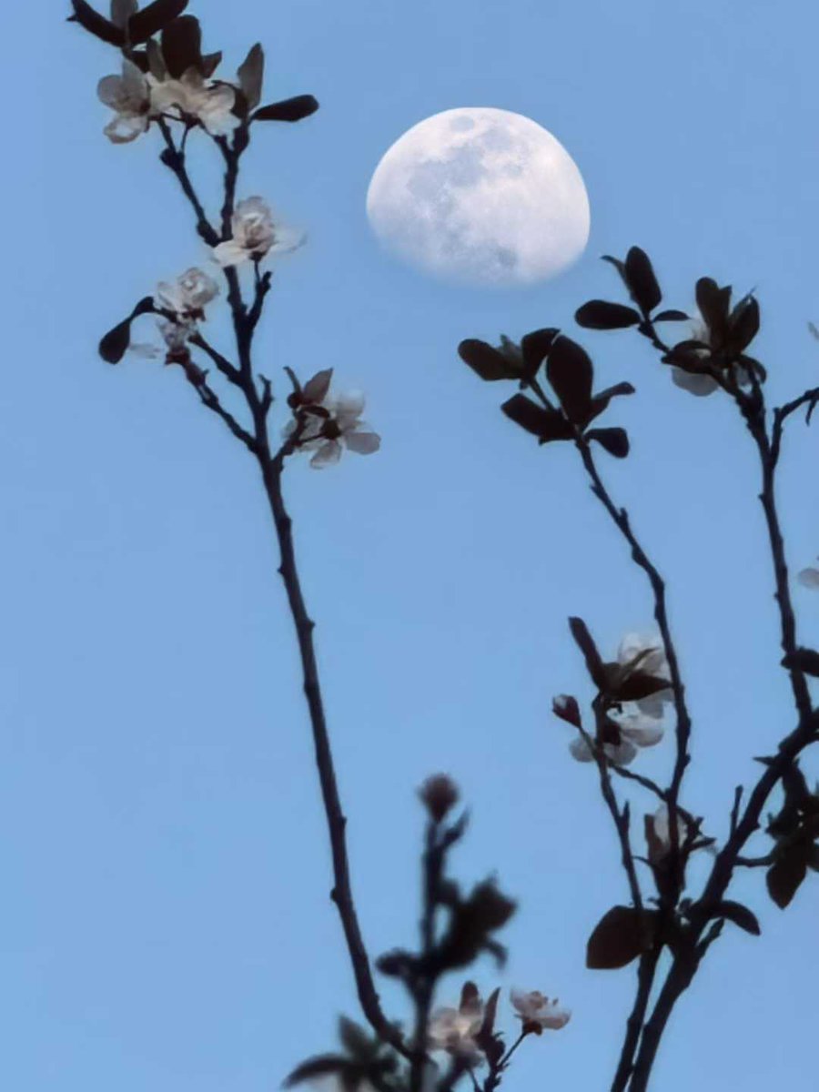 ourplayandart's tweet image. A beautiful evening 
The moon is accompanying me 
like a #Jewel in the sky 
#vss365
#WritingCommunity