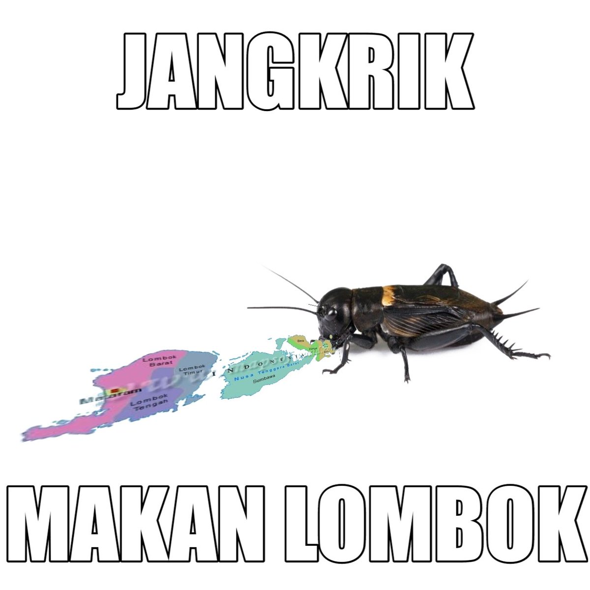 Kaito geprek tweet media