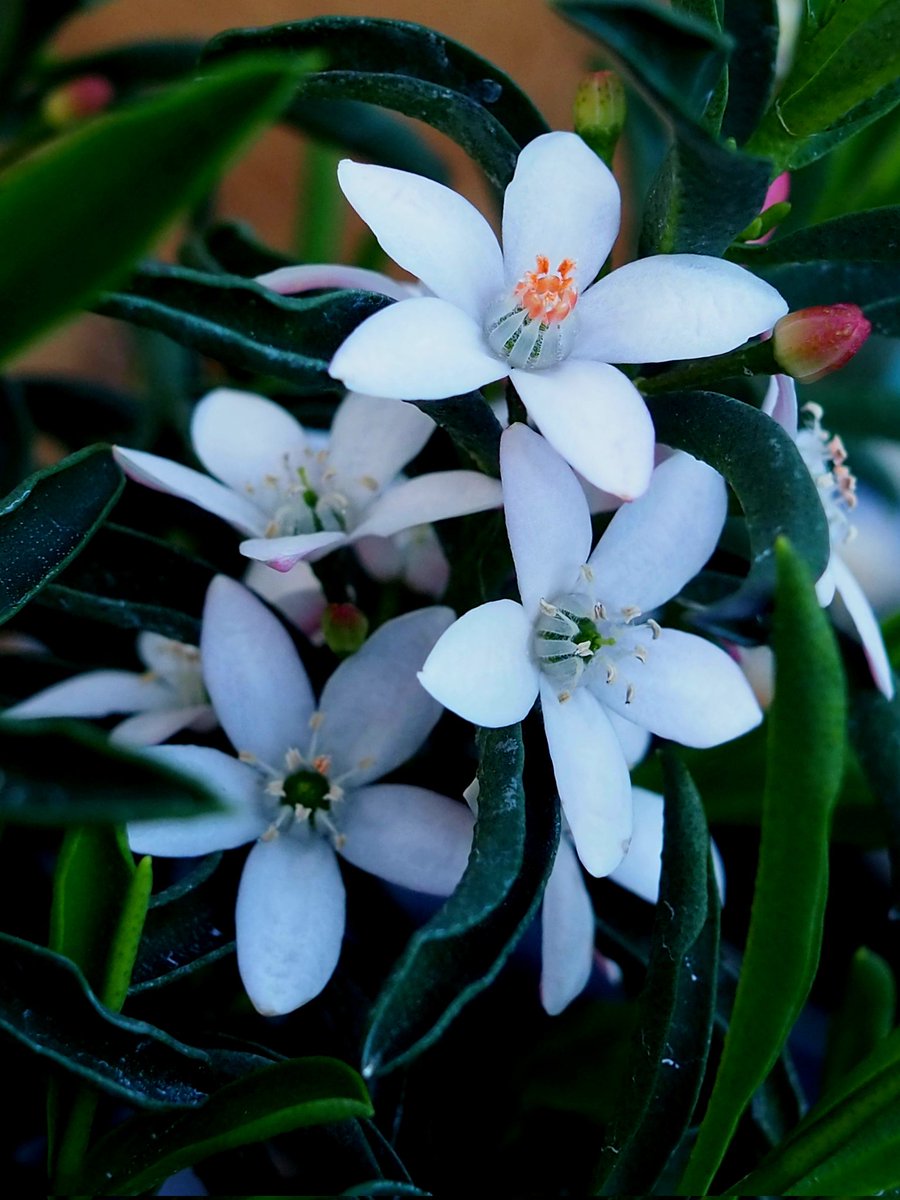 2026年3月8日
✽✽✽

#花写真【ｴﾘｵｽﾃﾓﾝ】
#花言葉…〈可愛らしさ〉
#TLを花でいっぱいにしよう

✽✽✽