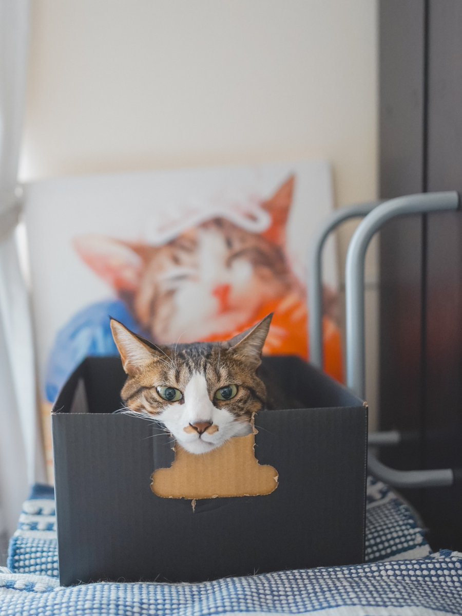 彩川 菜々ฅ'' tweet media