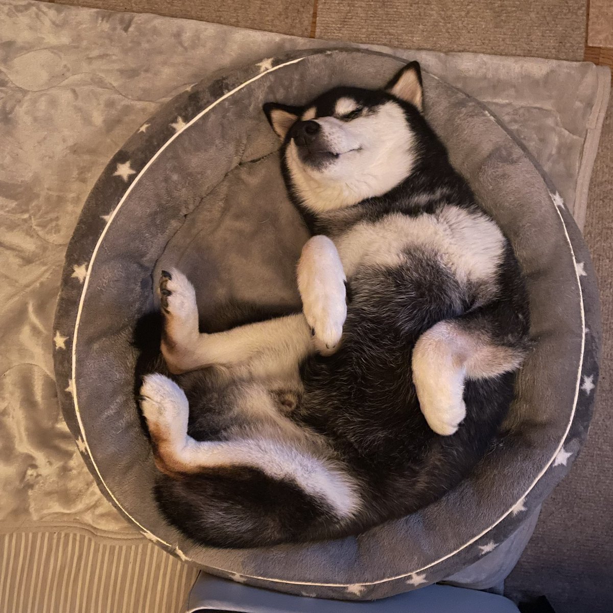 ヒロクロ🐾 tweet media