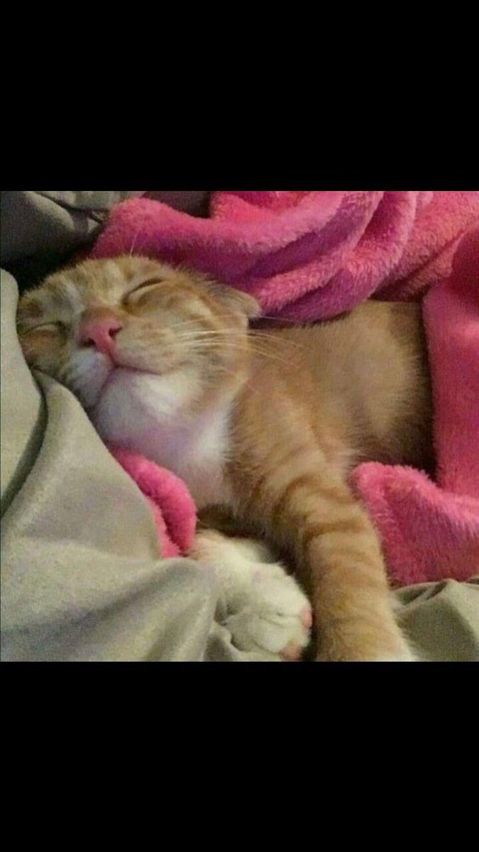 Mi gato Dinamita 🐦 tweet media