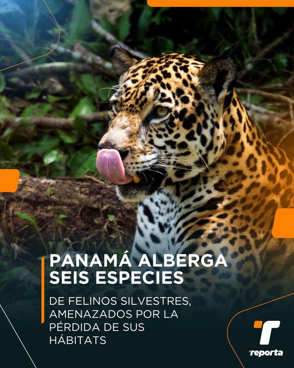 Telemetro Reporta tweet media