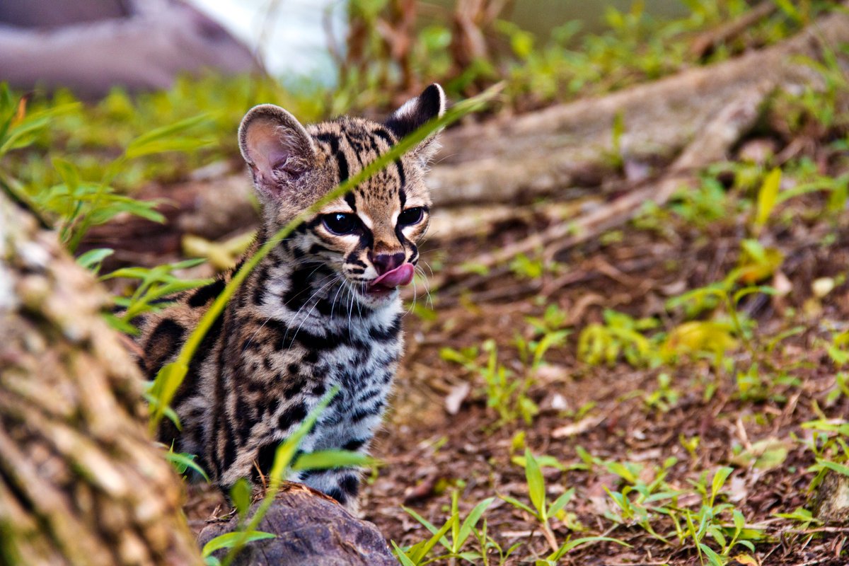 Telemetro Reporta tweet media