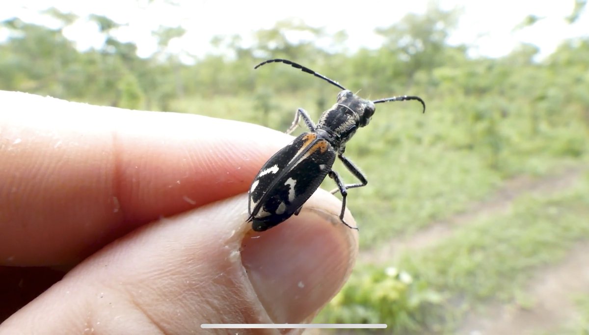 わらび餅 tweet media